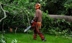 Photo of an arborist at the 2017 work retreat