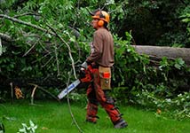 Photo of an arborist at the 2017 work retreat