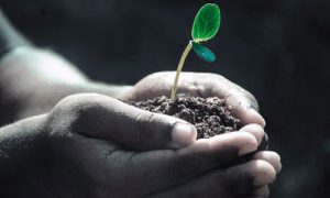 Photo of hands planting a seedling